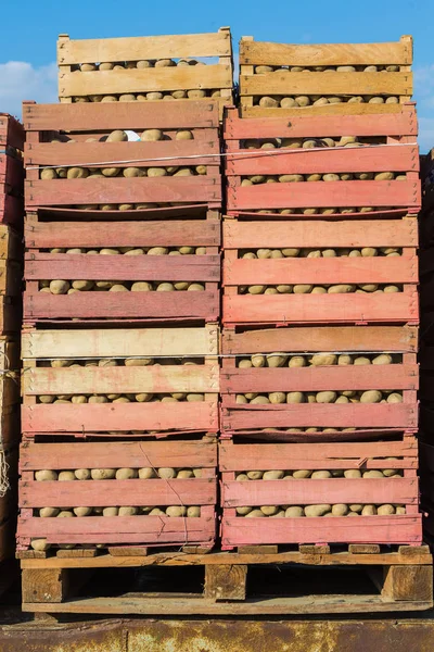 Batatas frescas em caixas — Fotografia de Stock