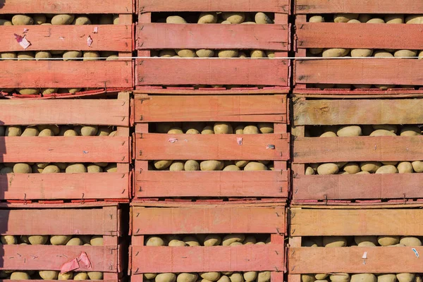 Pommes de terre dans des boîtes après récolte — Photo