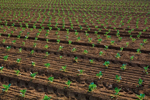 Cabbage bedding plants in detail — Stock Photo, Image