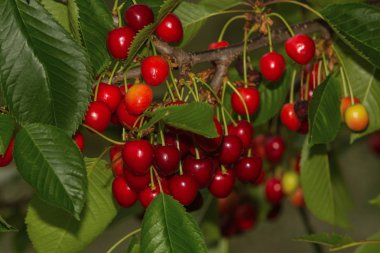 bir ağaçta kırmızı, olgun kiraz