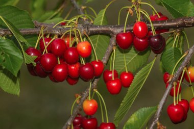 bir ağaçta kırmızı, olgun kiraz