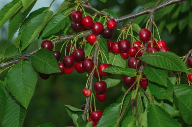 bir ağaçta kırmızı, olgun kiraz