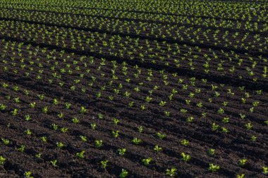 Genç salat yatak bitkiler