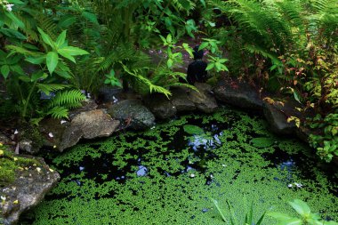 Su bitkileri süs Bahçe