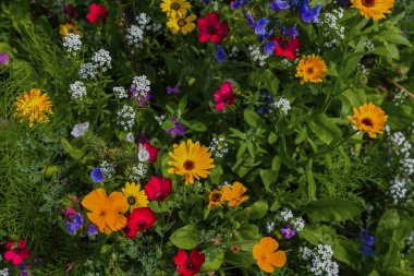 bir çayırda renkli çiçekler