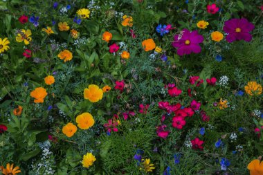 birçok çiçek ile çayır