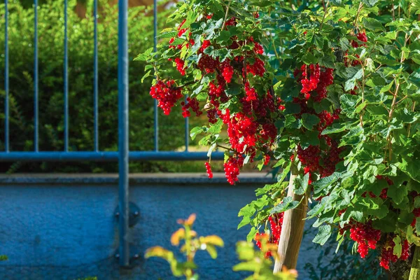 Reife rote Johannisbeeren — Stockfoto