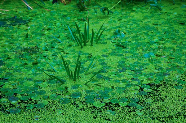 Plantas de água verde em uma lagoa — Fotografia de Stock