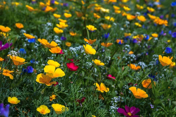 Bloemen in een weide — Stockfoto