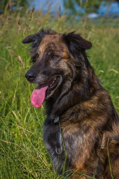 可爱的比利时牧羊犬 — 图库照片