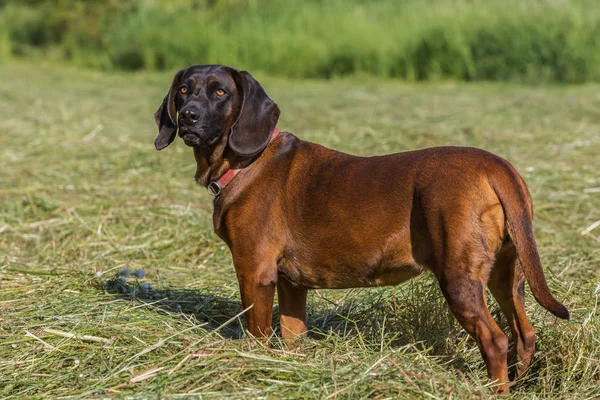 Chien de sang se tient sur une prairie — Photo