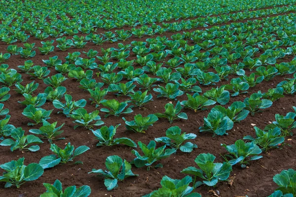 Genç lahana yatak bitkiler