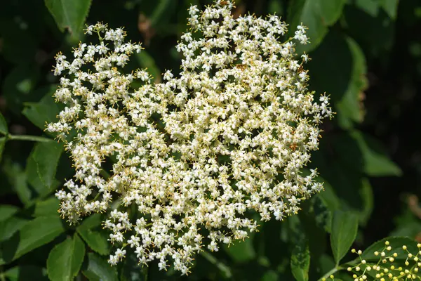 Blooming elder flower in detail — Stock Photo, Image