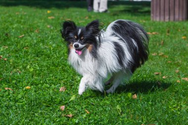 uzun saçlı chihuahua çimenlerin üzerinde runnin