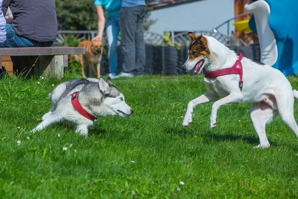 Perros jugando juntos en la hierba — Foto de Stock