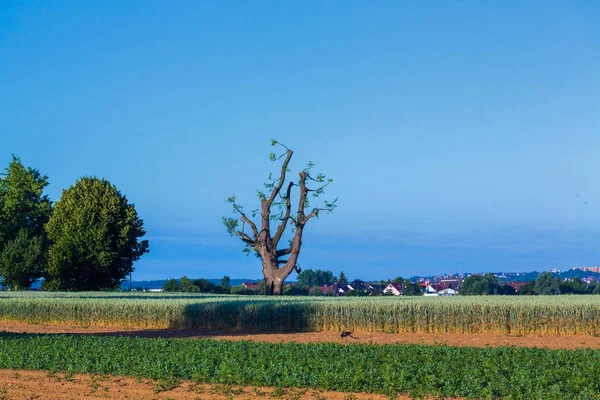 Ψηλό ασβέστη δέντρο στο πεδίο της — Φωτογραφία Αρχείου