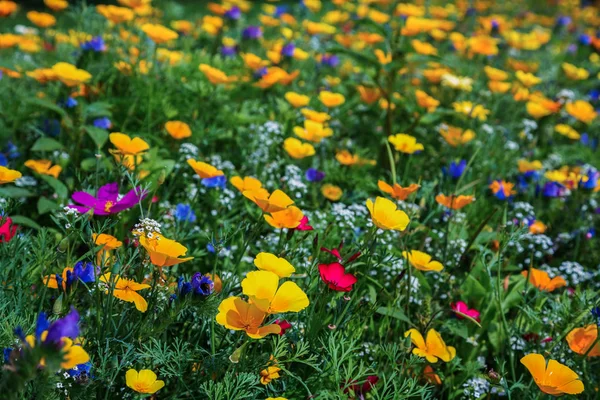 Weide met veel bloemen — Stockfoto