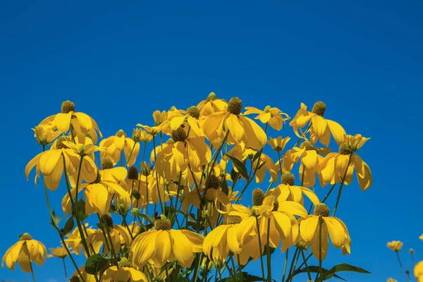 Žluté květy proti obloze — Stock fotografie