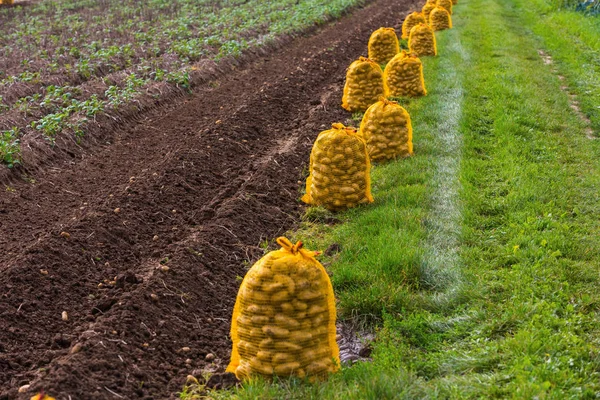 Sacs de pommes de terre sur le terrain — Photo