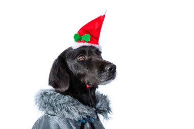 köpek portre x-mas şapka ile