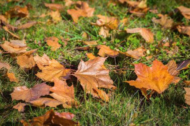 sonbahar yere leafes