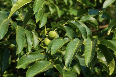 ceviz ağacı meyve ile