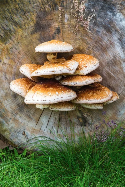 Boom stam en champignons — Stockfoto