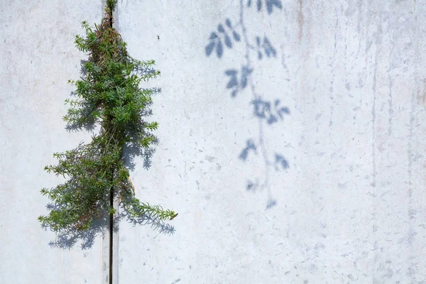 Mur en béton et plantes — Photo