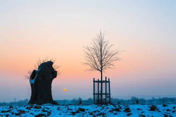 Old and young tree at sunrise in wintertime — Stock Photo, Image