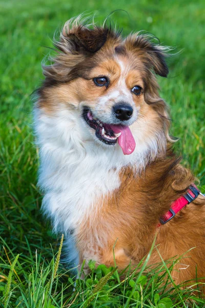 Πορτραίτο σκύλου μίγμα χαριτωμένο shelti — Φωτογραφία Αρχείου