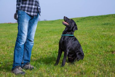 Labrador köpek komutu için bekler