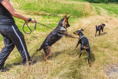 yürümek dışında köpek