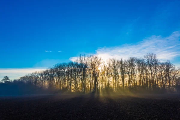 Východ slunce na okraji lesa — Stock fotografie