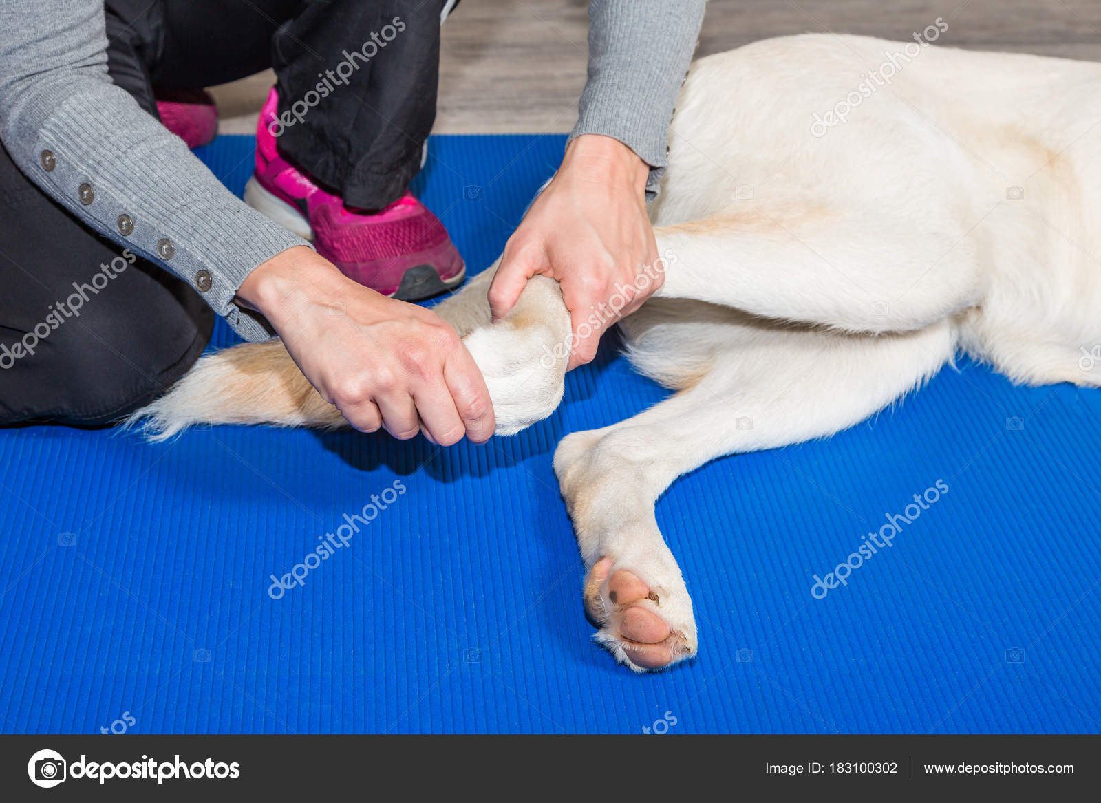 Pfote eines Hundes wird in Physiotherapie behandelt — Stockfoto © ms