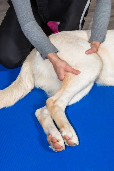 Fizik tedavi Köpekler bacağından tedavisinde