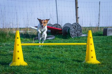 köpek köpek eğitim alan üzerinde
