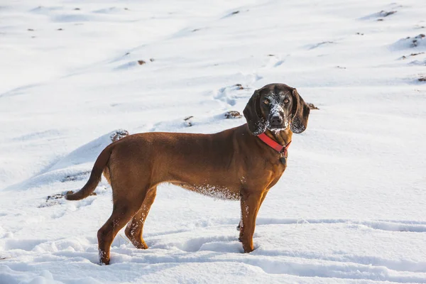 Bayerischer Bluthund im Schnee — Stockfoto