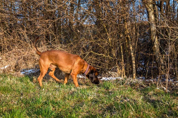 Bloodhound em uma pista fora — Fotografia de Stock