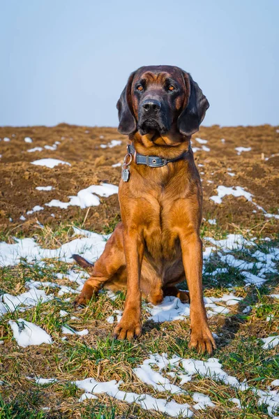 portrait of a sniffer dog