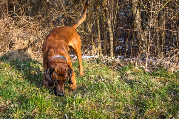 Bloodhound får en lukt på ett spår — Stockfoto