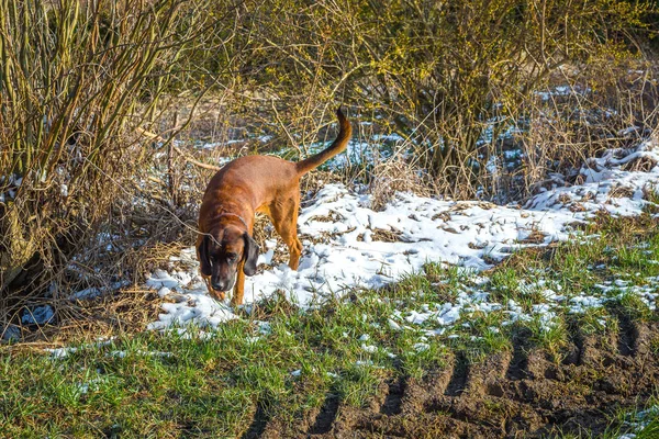 Cão de busca em uma pista ao ar livre — Fotografia de Stock