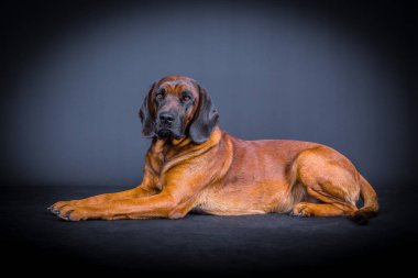 Sleuth köpek yere yatıyor