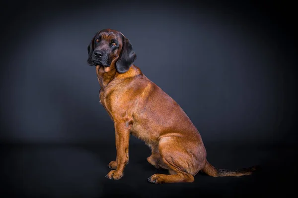 profile of a sniffer dog in studio