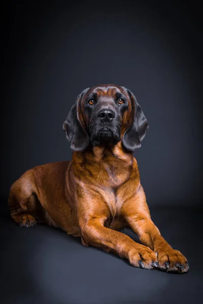 Retrato orgulhoso de um cão de caça — Fotografia de Stock