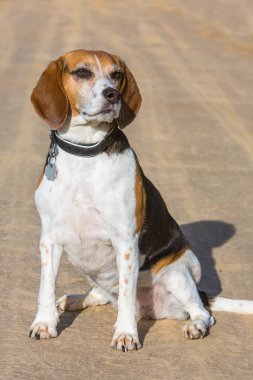 şirin beagle köpek bir sokakta oturuyor