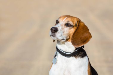 portre sevimli beagle köpek