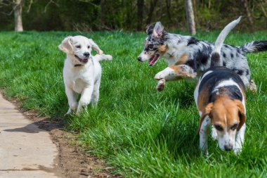 birlikte oynayan genç köpekler