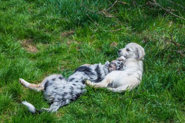 iki whelps birbirine sarılıp