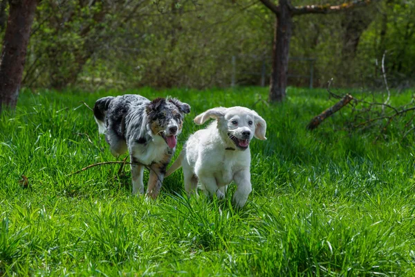 Zwei Welpen laufen gemeinsam auf einer Wiese — Stockfoto