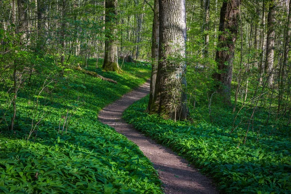 Young wild garlic along a path — Stock Photo, Image